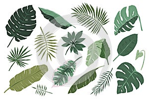 Various tropical leaves isolated on white background, monstera, palm and banana branches illustration, modern vector