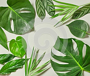 Various tropical leaves