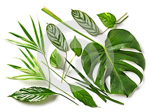 Various tropical leaves