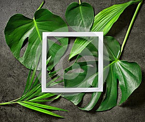 Various tropical leaves and white paper frame photo