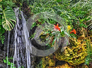 Various tropical plants in a greenhouse, pink orchids, red flowers and a small waterfall