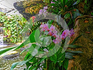 Various tropical plants in a greenhouse, pink orchids, red flowers and a small waterfall