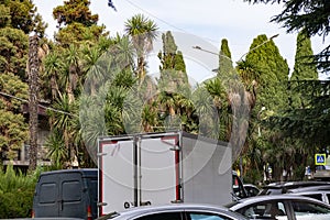 Various tropical trees against the background of a traffic flow.