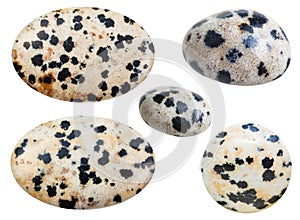 Various tumbled natural mineral Dalmatian Stone
