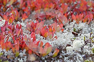 Various tundra plants close-up in autumn