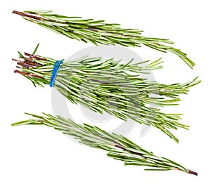 Various twigs of fresh rosemary herb isolated