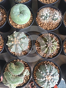 Various type of cactus tree pot