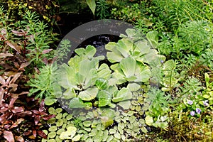 Various types of aquatic plants in small pond in the greenhouse in the Apothecary Garden