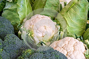 Various types of cabbage
