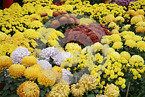 Various types of chrysanthemum flowers growing in clusters