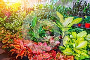 Various types and colors aglaonema leaves with green edge, with leaves. Natural natural fresh texture.