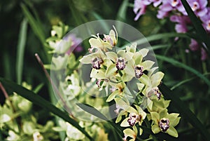 Various types of Cymbidium orchids blooming in orchid garden photo