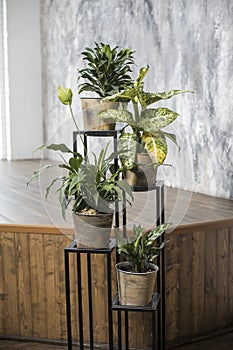 Various types of dieffenbachia in terracotta pots in a special plant stand against the background of a wooden podium in an