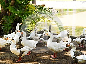 Various types of ducks resting on a zoo