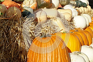 Various types of edible pumpkins or squashes arranged in rows on a farm. Typical autumn decoration in warm colors.