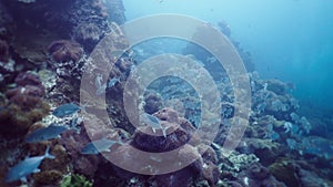 Various types of fish coexist swimming among corals