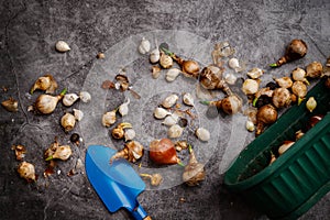 Various types of flower bulbs with gardening tools on a rustic background.