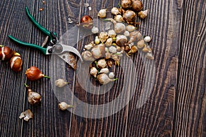 Various types of flower bulbs with gardening tools on a rustic background.