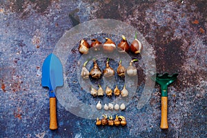 Various types of flower bulbs with gardening tools on a rustic background.