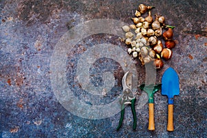 Various types of flower bulbs with gardening tools on a rustic background.