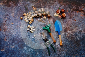 Various types of flower bulbs with gardening tools on a rustic background.