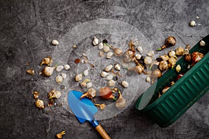 Various types of flower bulbs on a rustic background.