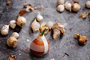 Various types of flower bulbs on a rustic background.