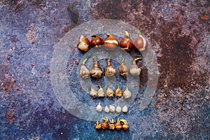Various types of flower bulbs on a rustic background.