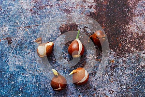 Various types of flower bulbs on a rustic background.