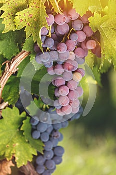 Various types of grapes on a vine