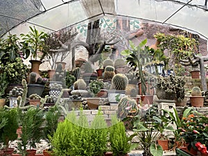 Various types of mini cactus,zebra plant ,echeveria kalanchoe succulent house plants clay pots