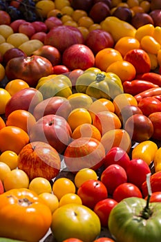 Various types of organic tomatoes