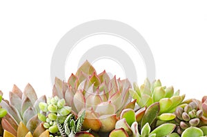 Various types red and green succulent plants background