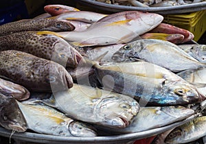 Various types of sea fish on the market