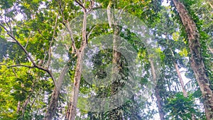 Various types of trees grow towering in the tropical forests of Papua