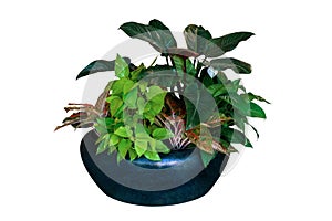 Various types of tropical foliage plants bush Philodendron, Golden pothos, and Aglaonema with green leaf Peace Lily flower,