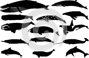Various types of whale silhouettes