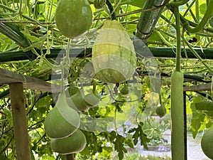 Varios tipos de calabacín en botánico jardín de la ciudad de Croacia  potente 