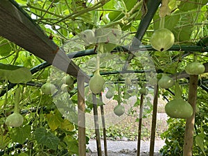 Varios tipos de calabacín en botánico jardín de la ciudad de Croacia  potente 