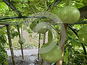 Varios tipos de calabacín en botánico jardín de la ciudad de Croacia  potente 