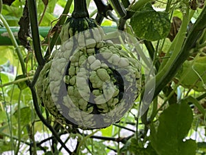 Varios tipos de calabacín en botánico jardín de la ciudad de Croacia  potente 