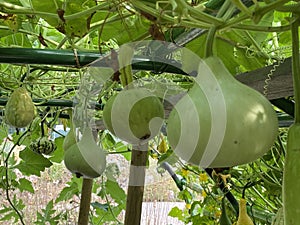 Varios tipos de calabacín en botánico jardín de la ciudad de Croacia  potente 