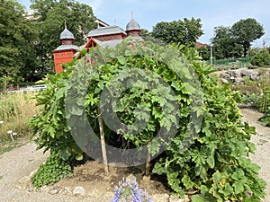 Varios tipos de calabacín en botánico jardín de la ciudad de Croacia  potente 