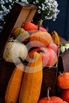 Various varieties of pumpkins in wooden crates