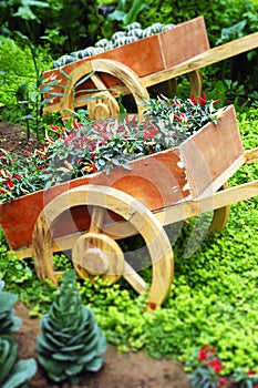 Various vegetable in garden