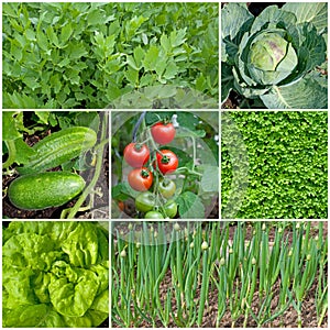 Various vegetables in a collage