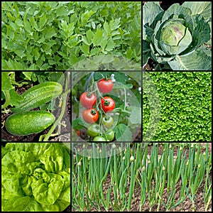 Various vegetables in a collage