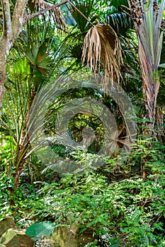 The various vegetation, flowers and trees in the tropical forest in Yanoda Park,  Sanya city. Hainan, China