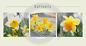 various views of daffodils yellow flowers