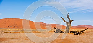 Various Views of Dune 45 in the Namib Desert
